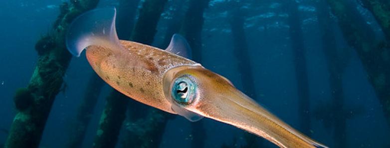 Cayman Islands scuba diving travel & dive resorts Bluewater Dive Travel